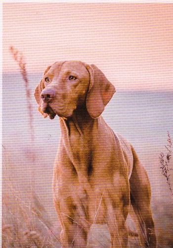 Magyar vizsla - magyar,