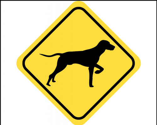 Samunshi magyar vizsla - magyar,