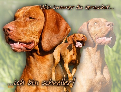 Magyar vizsla ungar - vizsla,